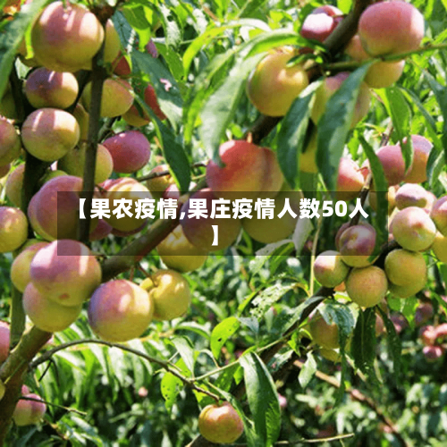 【果农疫情,果庄疫情人数50人】-第2张图片