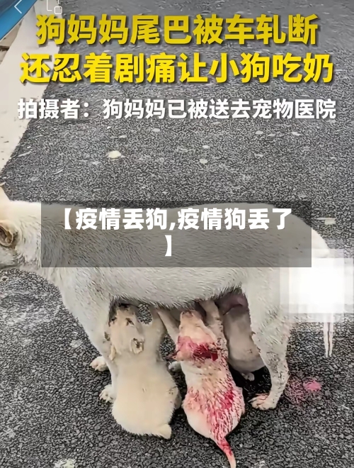 【疫情丢狗,疫情狗丢了】