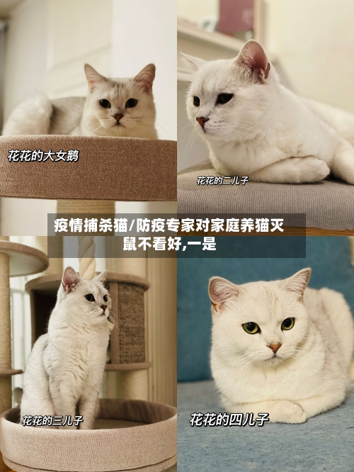 疫情捕杀猫/防疫专家对家庭养猫灭鼠不看好,一是-第2张图片