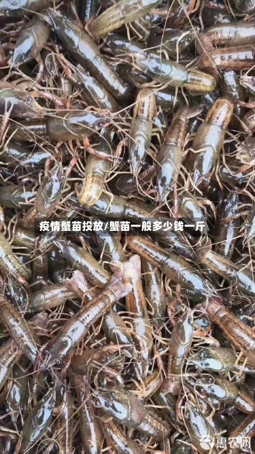 疫情蟹苗投放/蟹苗一般多少钱一斤-第2张图片