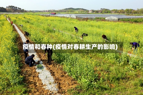 疫情和春种(疫情对春耕生产的影响)
