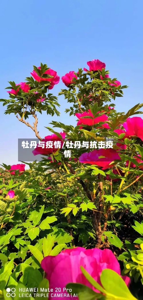 牡丹与疫情/牡丹与抗击疫情