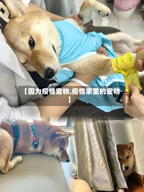 【因为疫情宠物,疫情家里的宠物】