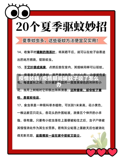 疫情蚊蝇/疫情期间被蚊子咬了怎么办-第2张图片