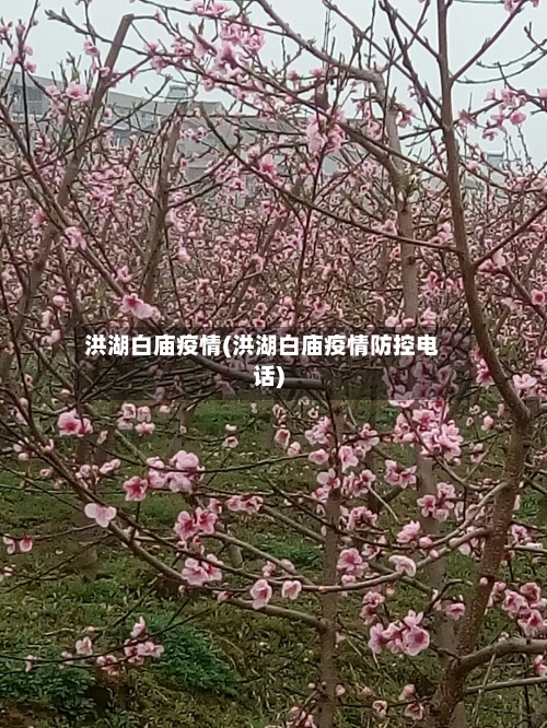洪湖白庙疫情(洪湖白庙疫情防控电话)