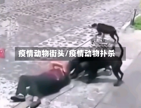 疫情动物街头/疫情动物扑杀