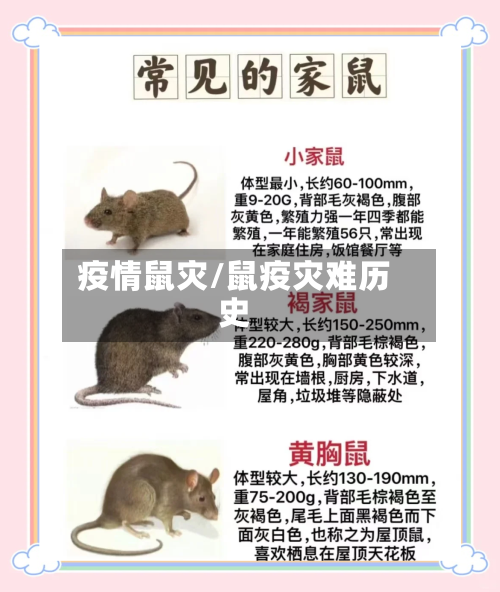 疫情鼠灾/鼠疫灾难历史