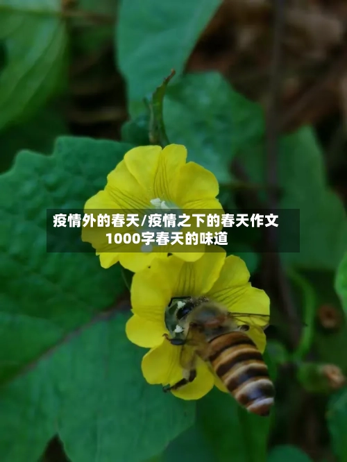 疫情外的春天/疫情之下的春天作文1000字春天的味道