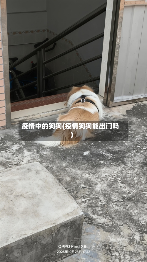疫情中的狗狗(疫情狗狗能出门吗)