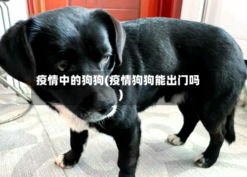 疫情中的狗狗(疫情狗狗能出门吗)-第3张图片