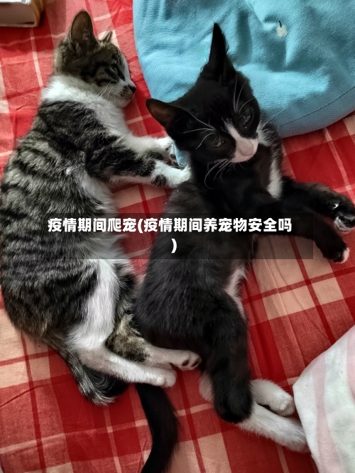 疫情期间爬宠(疫情期间养宠物安全吗)
