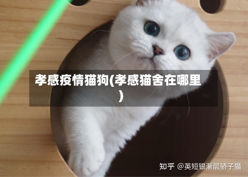 孝感疫情猫狗(孝感猫舍在哪里)-第3张图片