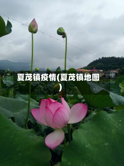 夏茂镇疫情(夏茂镇地图)
